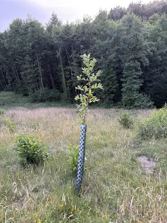 Foto treephoto-rqh1v3vhisrikyvn316ox9xs.jpeg