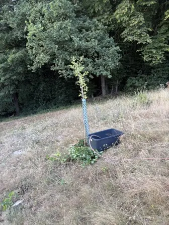 Foto treephoto-zgkf12gcvjds2yx0f5x71g4c.jpeg