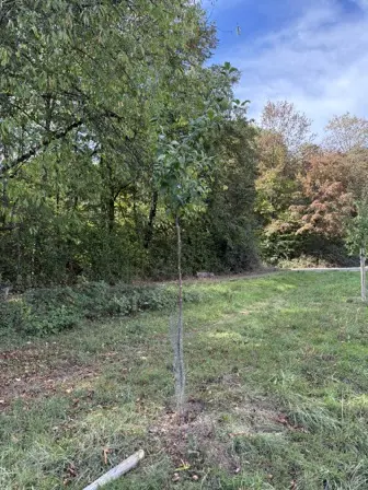 Foto treephoto-wc99lze0zcaayx9qr49m9f90.jpeg