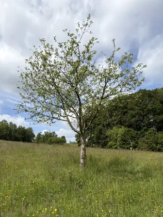 Foto treephoto-cnkctomkywcd3fmpta3eae0s.jpeg