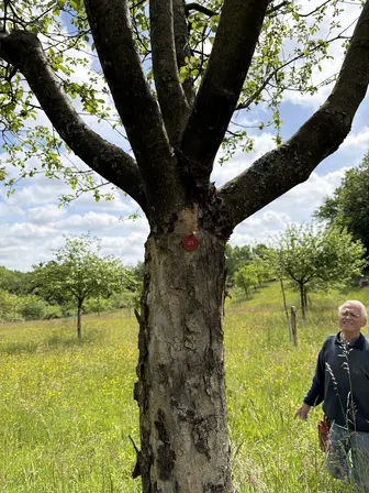Foto treephoto-dxsp6vq43yxi624k67r6sz4j.jpeg