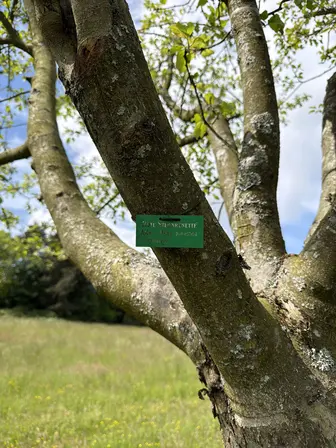 Foto treephoto-e3md5mmlyymcgf90m4az59rd.jpeg