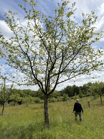Foto treephoto-h28urmm0wi5wdau2ysr4i2em.jpeg