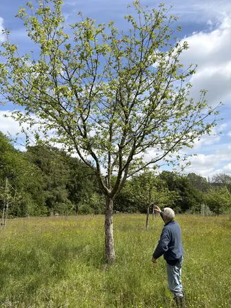 Foto treephoto-rjgtdipla2api4hcouy9iurj.jpeg