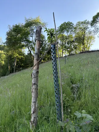 Foto treephoto-b5tssaadvghwiwsi0le37p27.jpeg