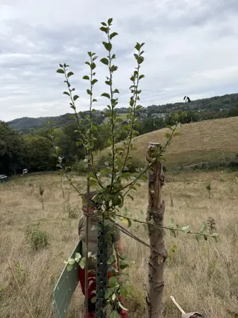 Foto treephoto-c1gvswwo5wcr1oiruxax08qf.jpeg