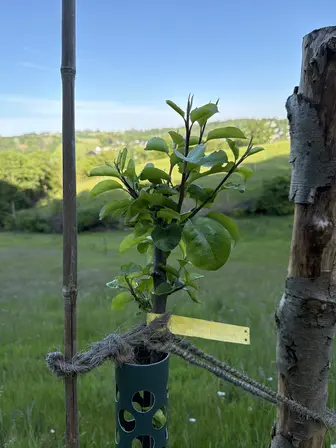 Foto treephoto-c4ft1kp245jcrlhg07a5br0t.jpeg
