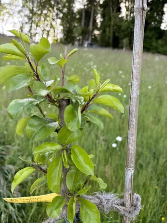 Foto treephoto-v0vw3o8fp9885fjlr6a5a0xy.jpeg