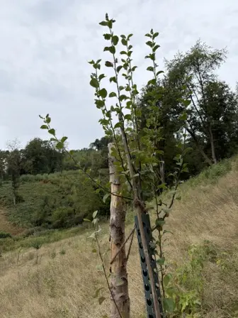 Foto treephoto-yfo608d8u78cini43u4disi3.jpeg