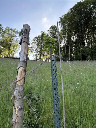 Foto treephoto-ztwf8fdeti13gbu0txqoufiw.jpeg