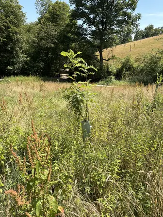 Foto treephoto-gc1c9kycn0kn6lcywwe0eceg.jpeg