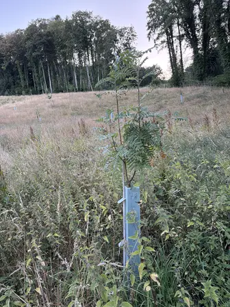 Foto treephoto-k0ccgt6fckisiqsl926rsl0w.jpeg