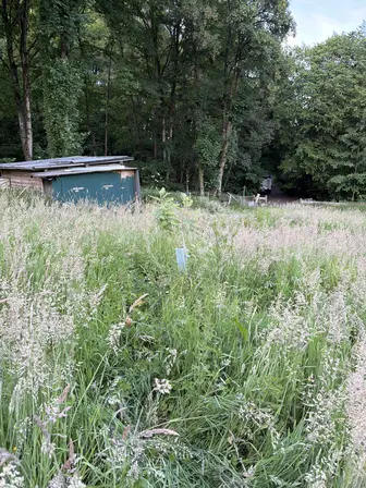 Foto treephoto-k2i34zcyro0k7crntvegfiga.jpeg