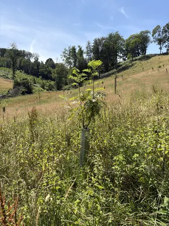 Foto treephoto-pvttjurplv41nsnv4is5nh0h.jpeg