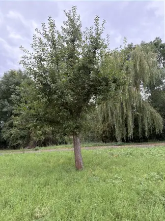 Foto treephoto-j4caxx98eu91qqd0te11tca5.jpeg