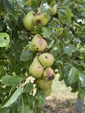 Foto treephoto-a4peud1z82kswa8o6ammvlkf.jpeg
