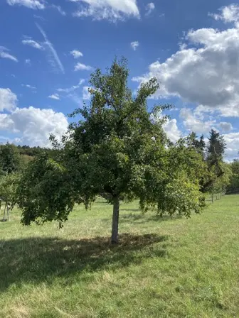 Foto treephoto-m1ls413rz4r42vjbwem4l622.jpeg