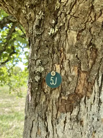 Foto treephoto-ozbqjfqyiwpavj7w4agmvg6m.jpeg