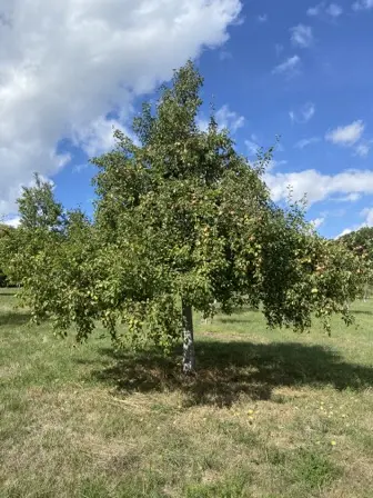 Foto treephoto-psx6wx6ep1o3orcpp8e0pkeo.jpeg