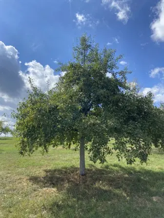 Foto treephoto-r1pzfhqf679vqrf3sgw464wz.jpeg