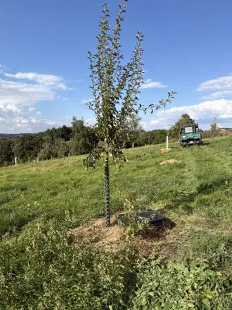 Foto treephoto-j2s9iww6dc02ou3qh5zu84fk.jpeg
