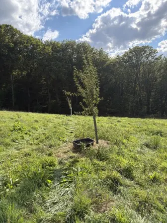 Foto treephoto-lo73sz1fcjpdhdcrfdpvgki9.jpeg