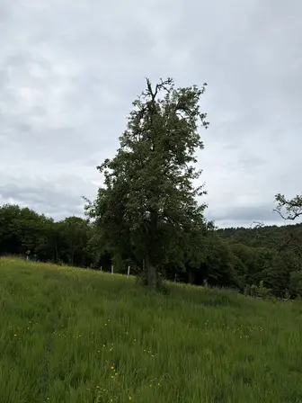 Foto treephoto-bcs2jyudvjpfy4gjbck1cdkt.jpeg