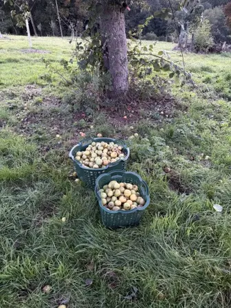 Foto treephoto-cpv03ennqjzxoxkn6twv5p40.jpeg