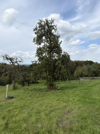 Foto treephoto-nx1pxmkeb2wroifd6qasruqk.jpeg