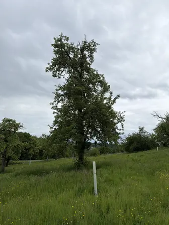 Foto treephoto-qczuddupmb504u5bcvtx9akp.jpeg