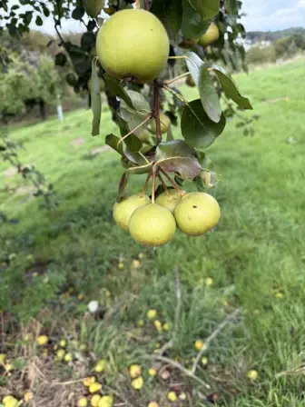 Foto treephoto-uhkmb8fs30tgy1s48e8qpv4h.jpeg