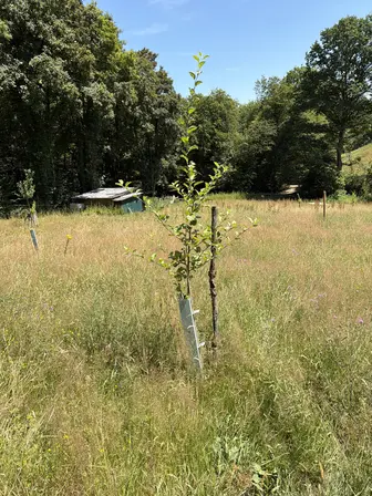 Foto treephoto-a0gy6opxgympa2til2du1u2q.jpeg