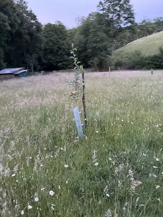 Foto treephoto-c6i6wm95kcuss9lp9y8x09ye.jpeg