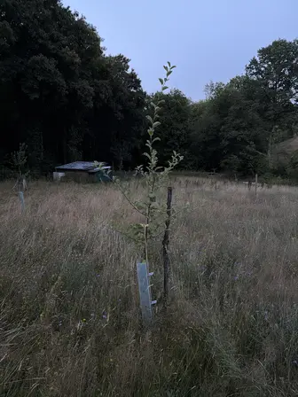 Foto treephoto-djg7tn5zq9ggmoyitrxv6baq.jpeg