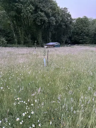 Foto treephoto-gugr5cudpxxeanj9ne7l40t3.jpeg
