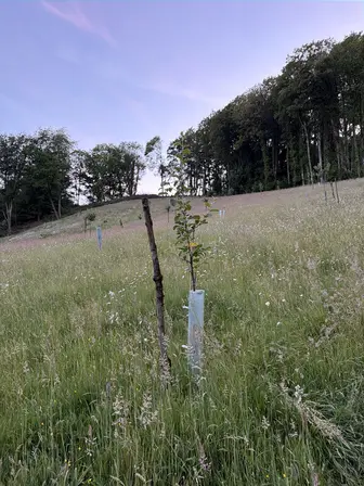 Foto treephoto-j5as5ly8rct7n1exxsfmqktc.jpeg