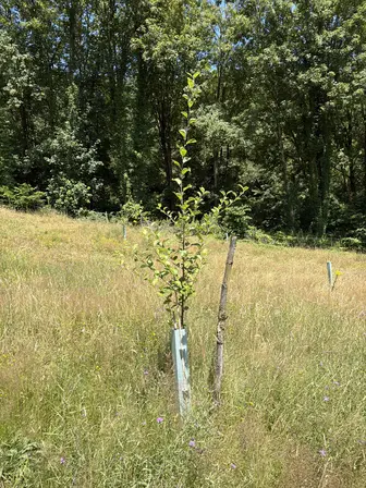 Foto treephoto-oj1garzod5ek8am7u6mk7h40.jpeg