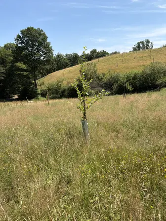 Foto treephoto-sdew4cioigfre1qu4me1dphf.jpeg