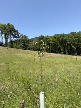 Foto treephoto-axssyajq2yrj5u2sv504351n.jpeg
