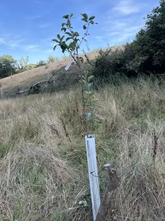 Foto treephoto-eu1yqcoh4pq88741od3liyo5.jpeg