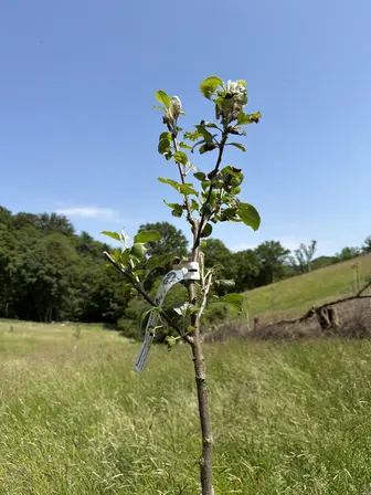 Foto treephoto-ioh2jh71qz08gobeq78i6dy6.jpeg