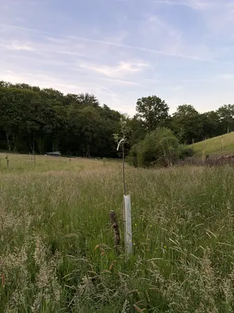 Foto treephoto-jh1hnmvn4lhgolvvx5489yrp.jpeg
