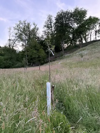 Foto treephoto-n3mt9c5a2is4x4rtaddkr1ua.jpeg