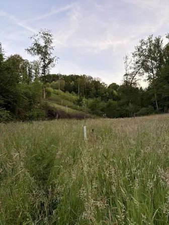 Foto treephoto-r4cqk3txllxkhi2lzwsu2nqc.jpeg