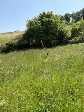 Foto treephoto-wpldhrwhqt03pdgxpg0hia2f.jpeg