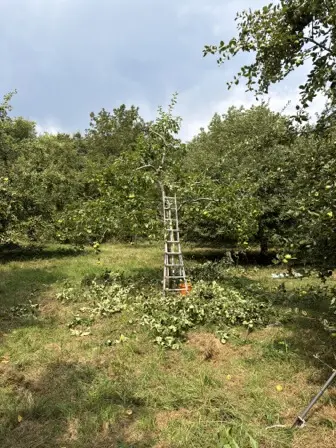 Foto treephoto-depkeipv0meddrb34an4rujj.jpeg