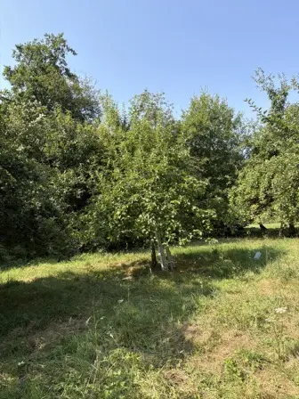Foto treephoto-dgl89wr8iv26paa7zlkp5r5v.jpeg