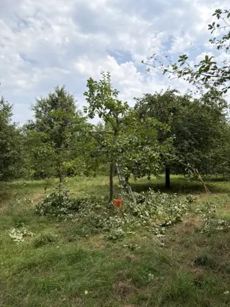 Foto treephoto-dsqtzy91upih4qqf6as2j9z8.jpeg