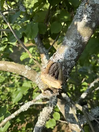 Foto treephoto-giprhwnja8ec17cwtp55loer.jpeg