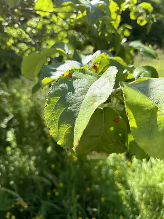Foto treephoto-i1oe122umgkiv5v7ljcfjgms.jpeg